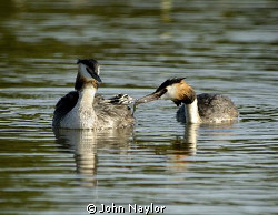 great crested grebes feeding young.the chick sits on moth... by John Naylor 